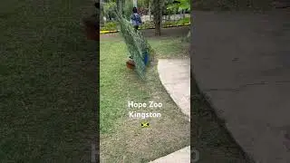 Hope Zoo Visit Jamaica - Beautiful Bird 🇯🇲