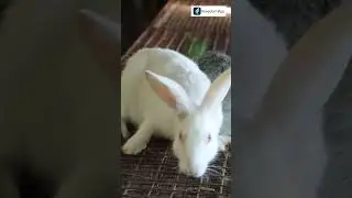 The Future of Rabbit Farming: Increasing Production and Efficiency  #Shorts #RabbitFarming