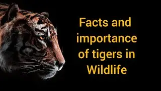 why tigers are important for our ecosystem importance and facts about tigers in hindi