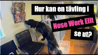 Nose Work Elit – för andra gången