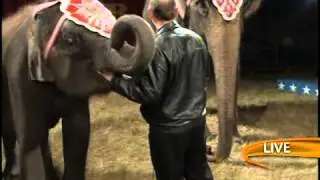 Alex & the elephants at the Cole Bros Circus