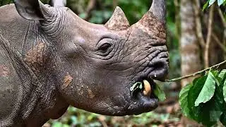 The Javan Rhino &mdash; One of the Rarest Animals on Earth