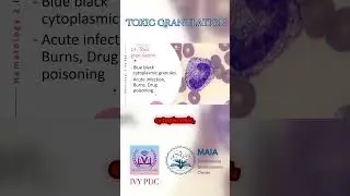 Exploring toxic granulation in neutrophils and its implications2