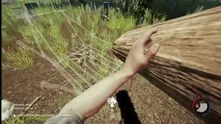 the forest