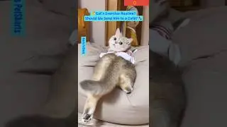 😴 Cat's Exercise Routine? Should We Send Him to a Caf&eacute;? 🐾 #cat #exercise #shorts