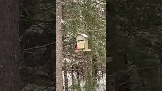 A Northern Cardinal at My Feeder #northerncardinal #wisconsin #snow #winter#birds #wildlife #nature