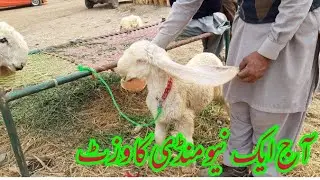 Today Visit a new sheep Market