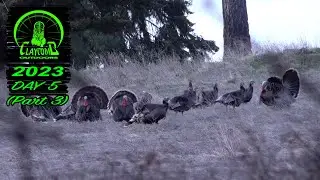 Merriams turkey hunting - Finishing off an exciting day in the mountains of Washington