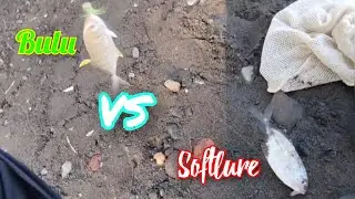 Bulu vs Softlure yang manakah yg paling sering di sambar baby GT...?