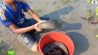 OMG! Amazing Hand Fishing  A Smart Fisher Boy Catching Big Catfish From The Mud Water