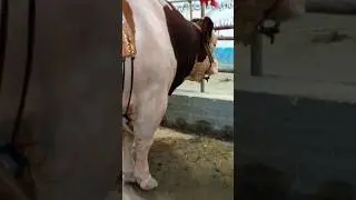 lo aagai Qurbani❤️ #jdc #bull #bakraeidspecial #barieid #eiduladha #qurbanistatus #shorts #karachi