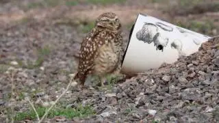 Burrowing owl