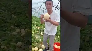 Natural life harvest melon fruit #fruit #natural #shortvideo