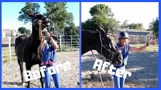 Bridling the Hard-to-Bridle Horse with Warwick Schiller's Training Principles