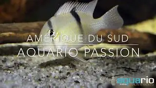 Aquarium 900L - Am&eacute;rique du sud