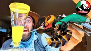 VELENO DI SERPENTE CONTRO CALABRONE ASSASSINO: Una battaglia mortale! | Brave Wilderness Italiano