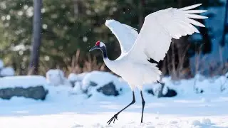 Самая красивая мелодия в мире! Падал снегснег! Красивая музыка для души #музыка #зима #2