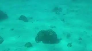 Underwater Seaworld Explorer Experience - Curacao