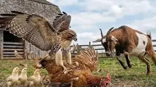 World cute goat baby catch beautiful goat catching funny goats cute animals video 2026