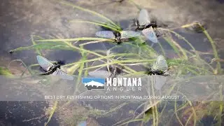 Best Dry Fly Fishing Options In Montana During August