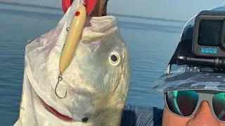 How to fillet a Jack Crevalle