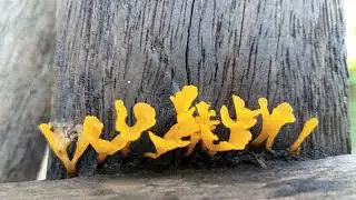 Yellow na Kudetdet | Turod Farm | Bakasyon 2022