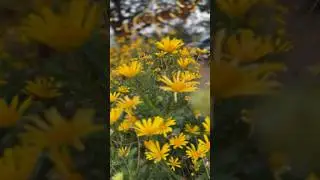 Yellow Love #cinematic #sunflower #iphone #yelagiri #hills #flowers #gardening