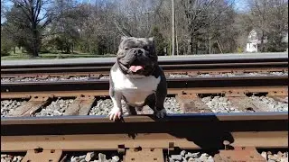 American Bully 