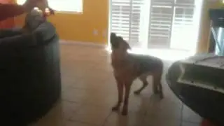 Loki d German shepherd