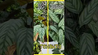 Преображение Калатеи #чайнаяроза #tearose