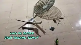 Antena LHG XL Rusak setelah kemasukan Raja Semut