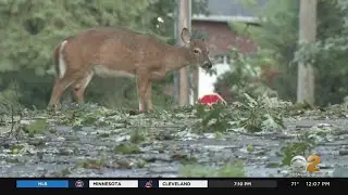 Franklin Lakes Cleaning Up From Storm Damage