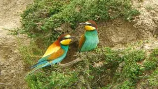 Bee-eater. Bijeneter mei 2025 4K