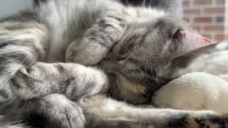 Cute cat wakes up from nap