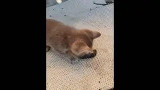 Игра