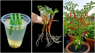 Water propagation for growing chili plant | Quick & effective guide