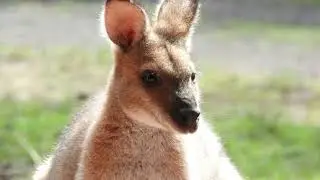 RED-NECKED WALLABY