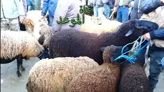 علوش 70 كغ لحم بمليون ونص في رحبة بنزرت ، تشنج بين الفلاح و المواطن واحد يقولك رخيص و لاخر  غالي