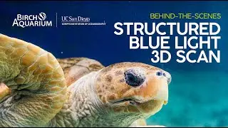 Birch Aquarium: Structured Blue Light 3D Scan on our Loggerhead Sea Turtle