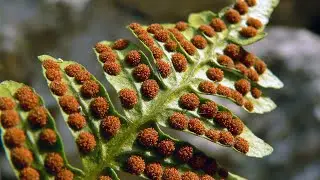 Discovering the Magic of Horsetails, Clubmosses, and Ferns