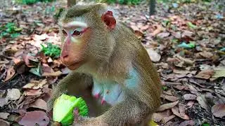 Spent Times With Monkeys Are My Pleasure Moment