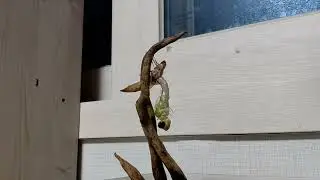 잠자리 수채 우화 