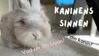 Hur ser en kanin egentligen? Kaninens sinnen