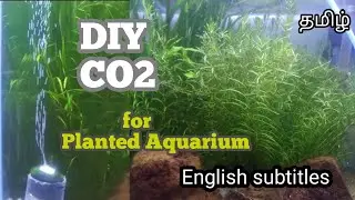 How to: Long lasting DIY CO2 system | low budget CO2 system | using yeast and sugar.