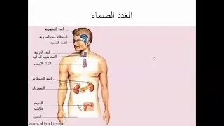 كفايات معلمي الأحياء - الغدد الصماء (1) - الحلقة 11