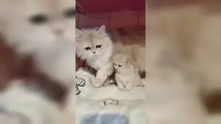 cute cats #shortsviral #shortsyoutube #beautifulanimals #trendingshorts #reels #fypcats