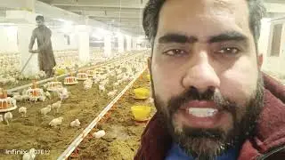 Poultry farm broiler chicken routine work| litter management by raking system| how to raking in shed