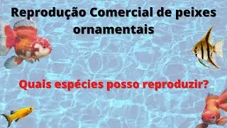Reprodução comercial de peixes ornamentais - Quais peixes posso reproduzir?