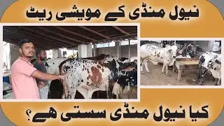 Naval Mandi Karachi Latest Update 2023 | Naval Cow Mandi Tour 2023