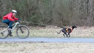Azawakh Bikejor: Let him RUN!